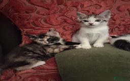 Domestic Shorthair cats for sale: 6 gorgeous mixed breed kittens - Advert 11