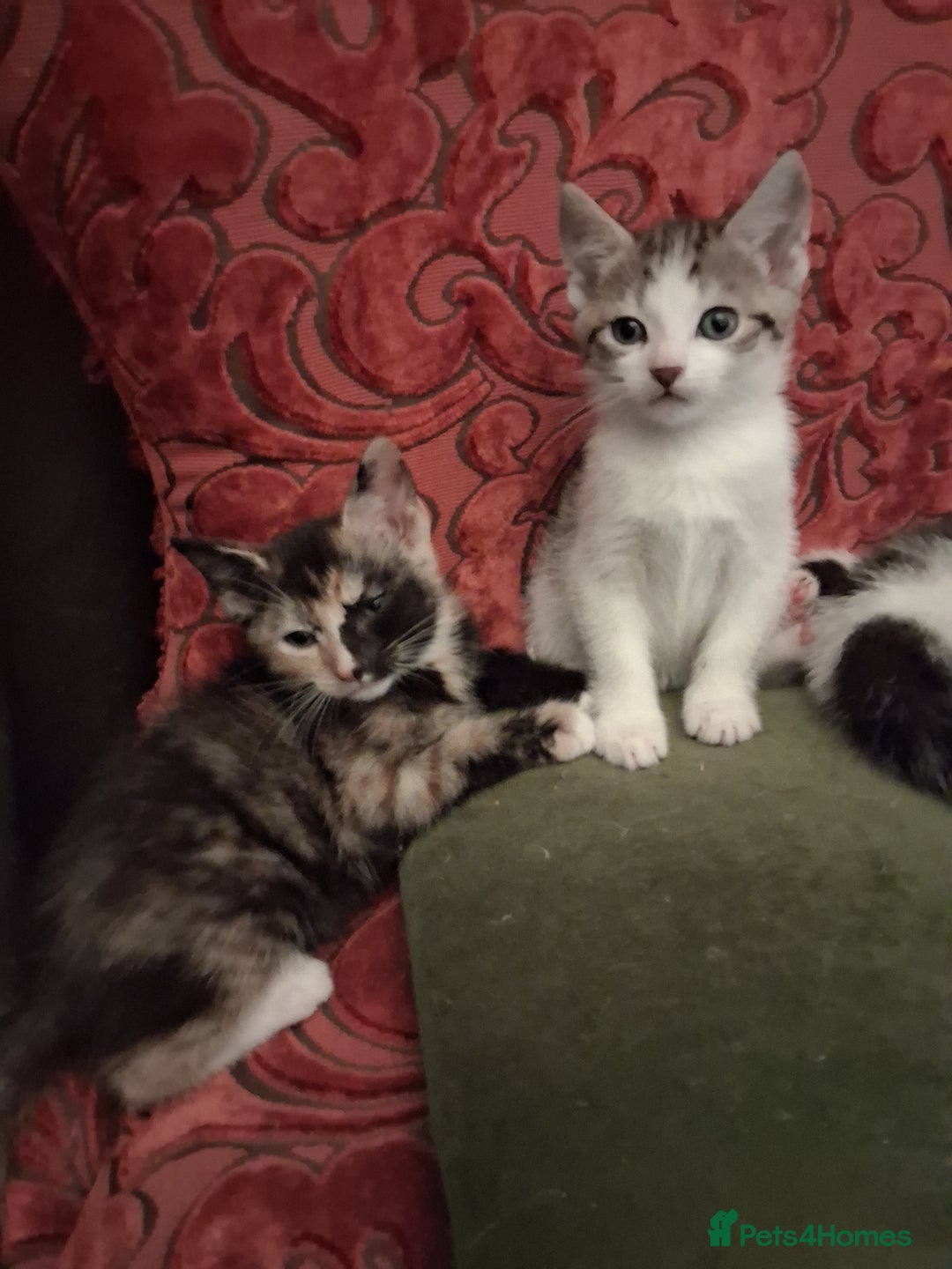Domestic Shorthair cats for sale: 6 gorgeous mixed breed kittens - Advert 11