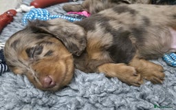 Miniature Dachshund dogs for sale: Stunning miniature longhaired Dachshund pups - Image 4