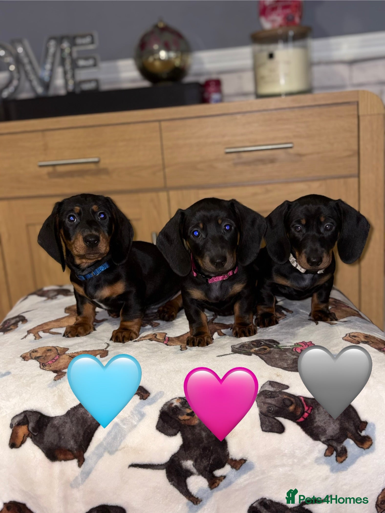 Miniature Dachshund dogs LAST 2 Girls. Miniature dachshund pups.  - Advert 4