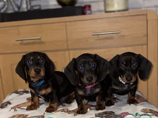 Miniature Dachshund dogs LAST 2 Girls. Miniature dachshund pups. - Advert 4