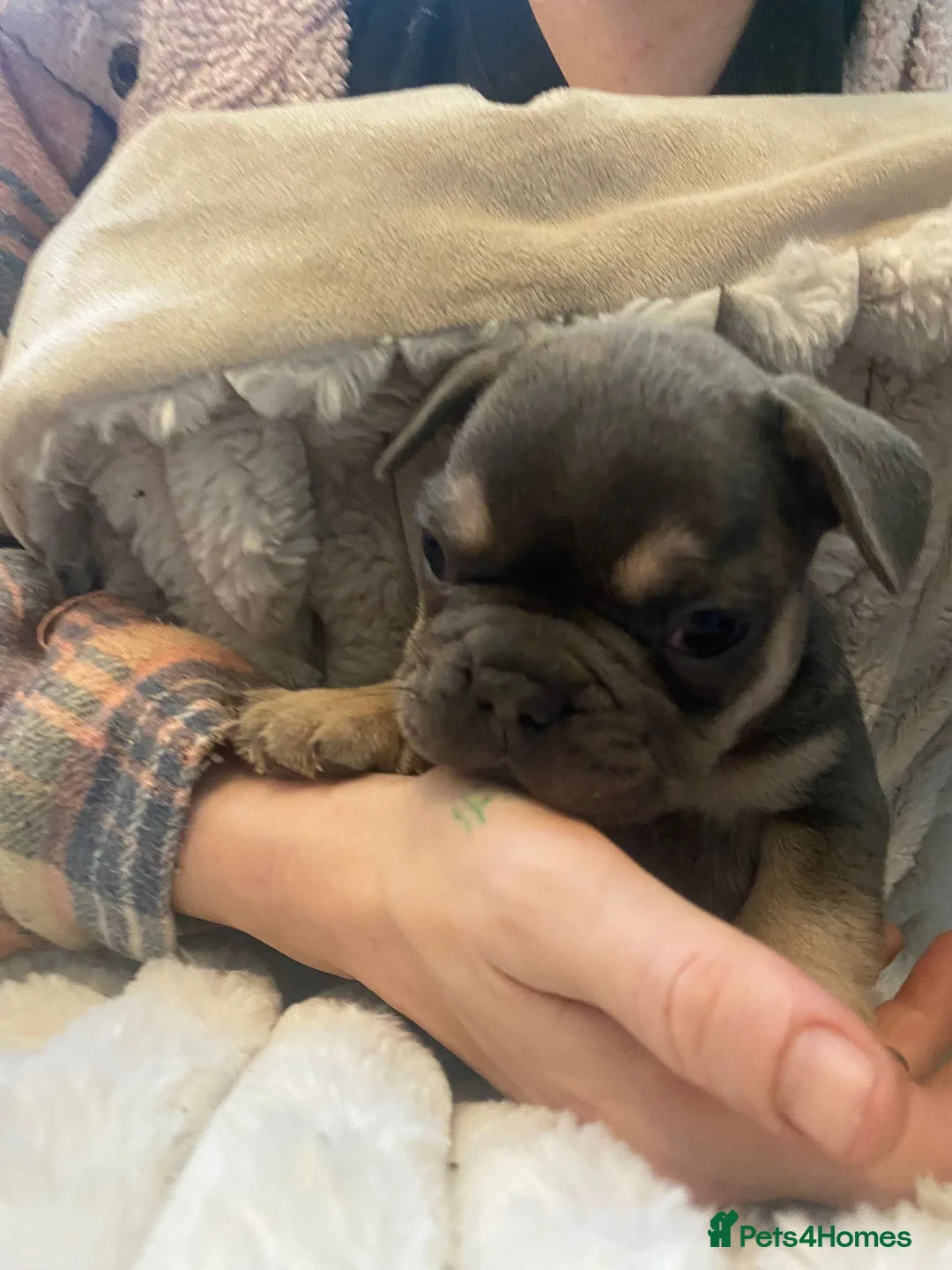 French Bulldog dogs for sale: Chucky laid back beautiful frenchies in Rochdale - Advert 9