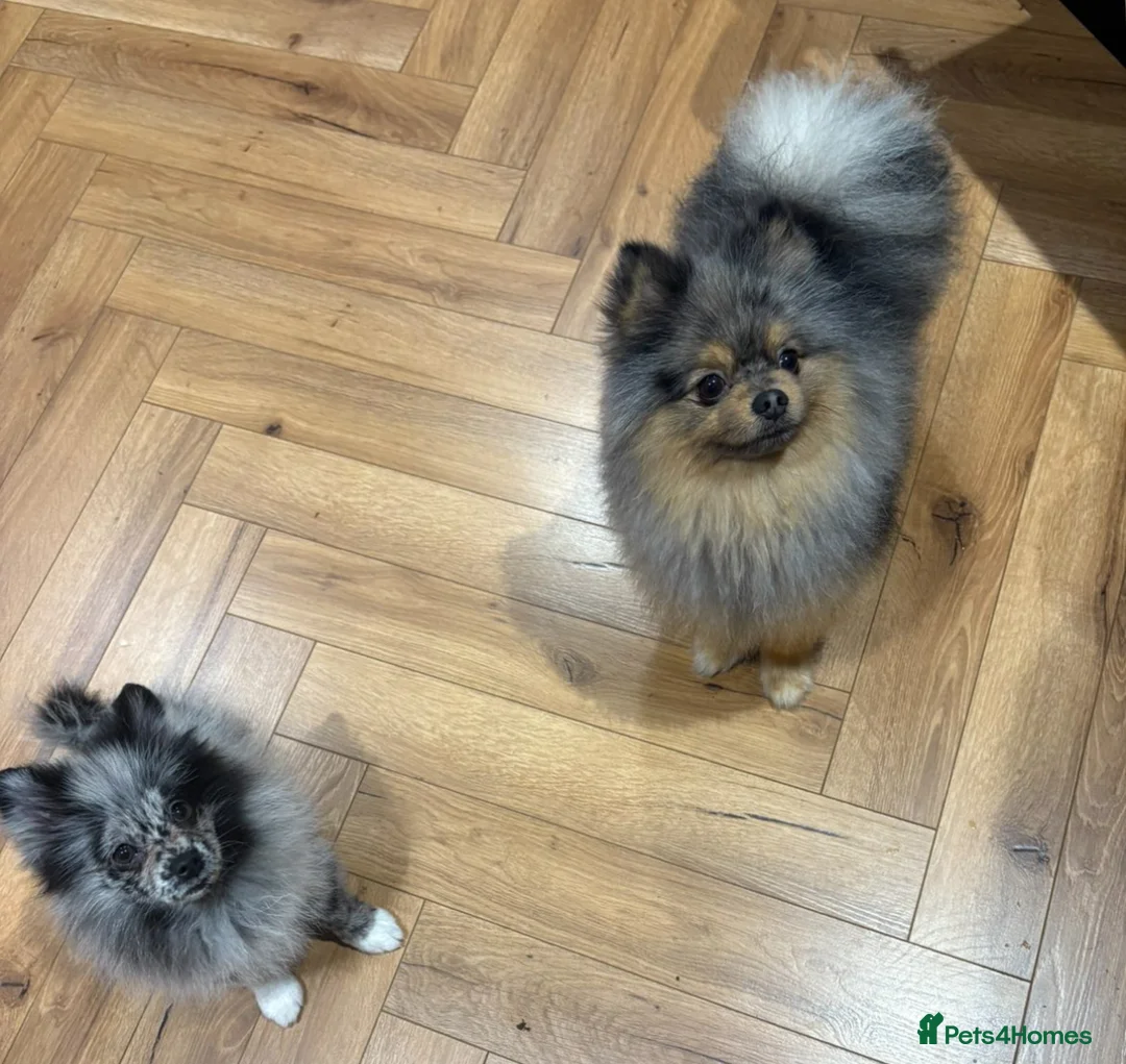 Pomeranian dogs for stud: Pomeranian for stud  - Advert 5