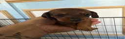 Dachshund dogs for sale: Miniature Dachshund puppies in Merthyr Tydfil - Advert 5