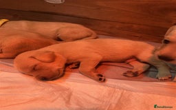 Labrador Retriever dogs for sale: Labrador Puppies Looking for Their Forever Homes!  - Image 6