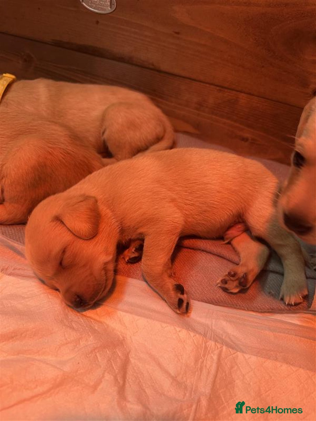 Labrador Retriever dogs for sale: Labrador Puppies Looking for Their Forever Homes!  - Image 6