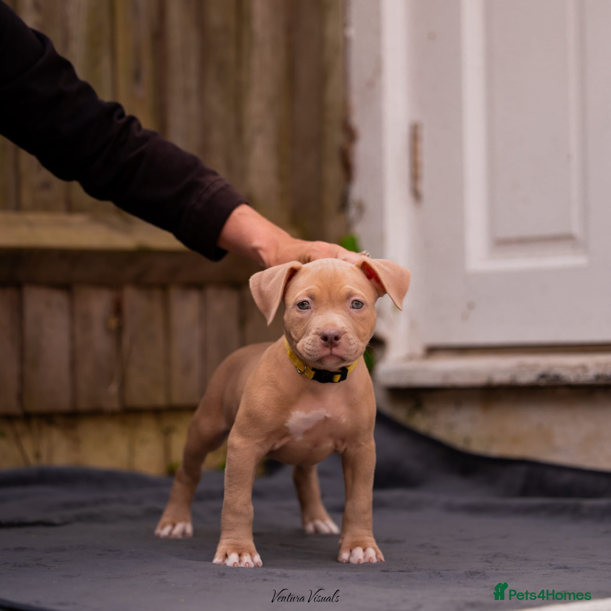 American Bully dogs for sale: American Bully Puppies - Advert 20