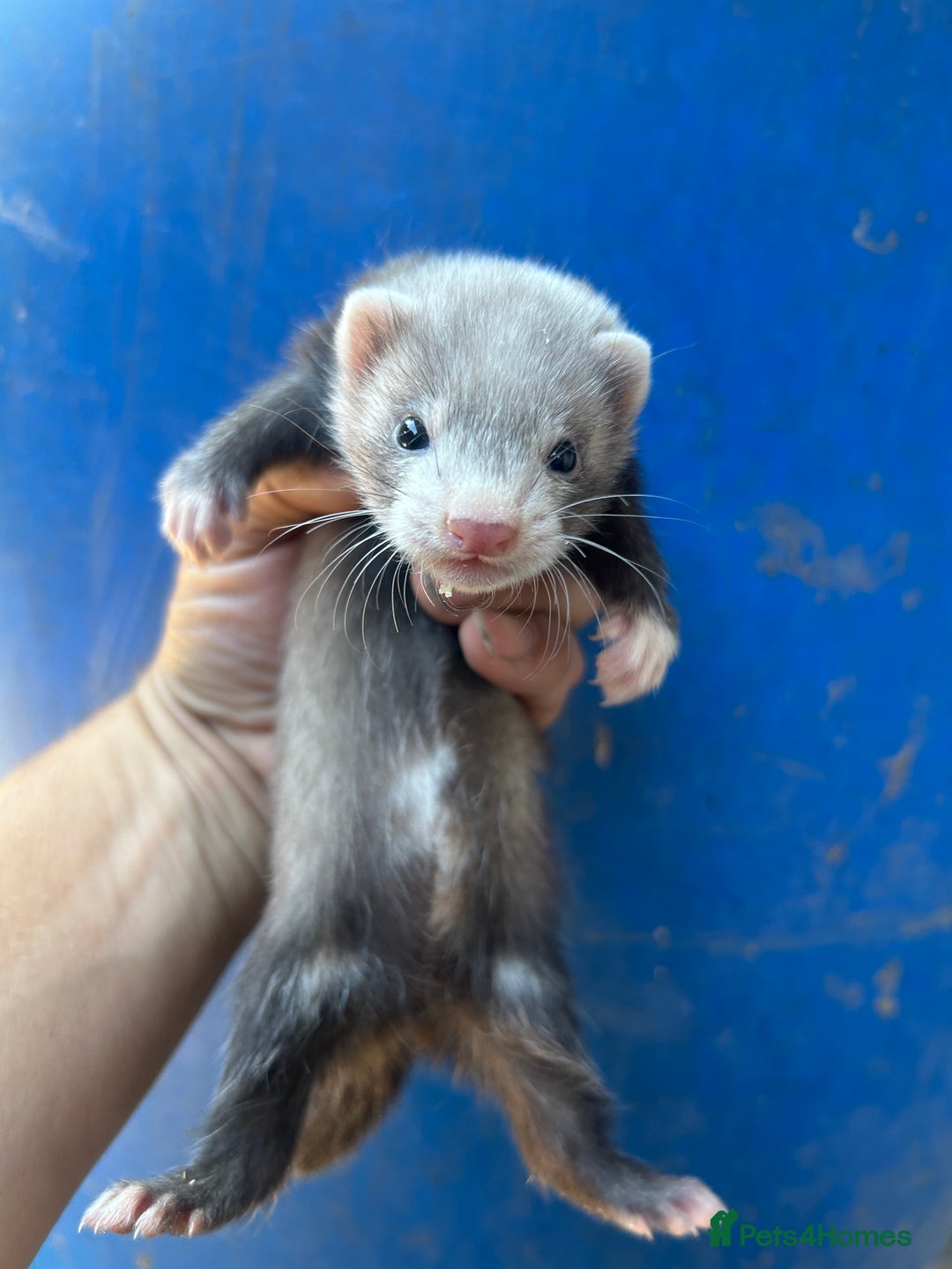 Ferret rodents for sale: Ferret kits  - Image 9