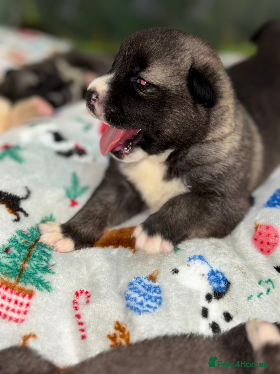 Huskita dogs for sale: american akuta X husky - Advert 16