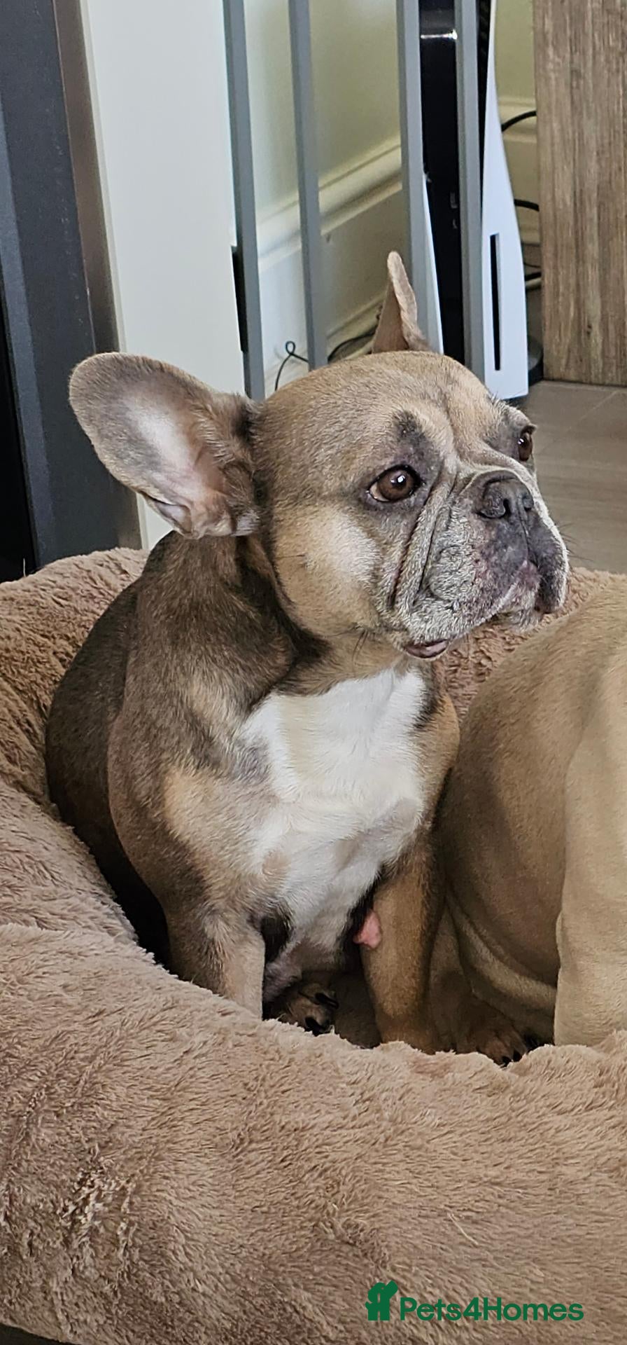 French Bulldog dogs Stunning KC Registered French Bulldog Puppies! - Advert 2