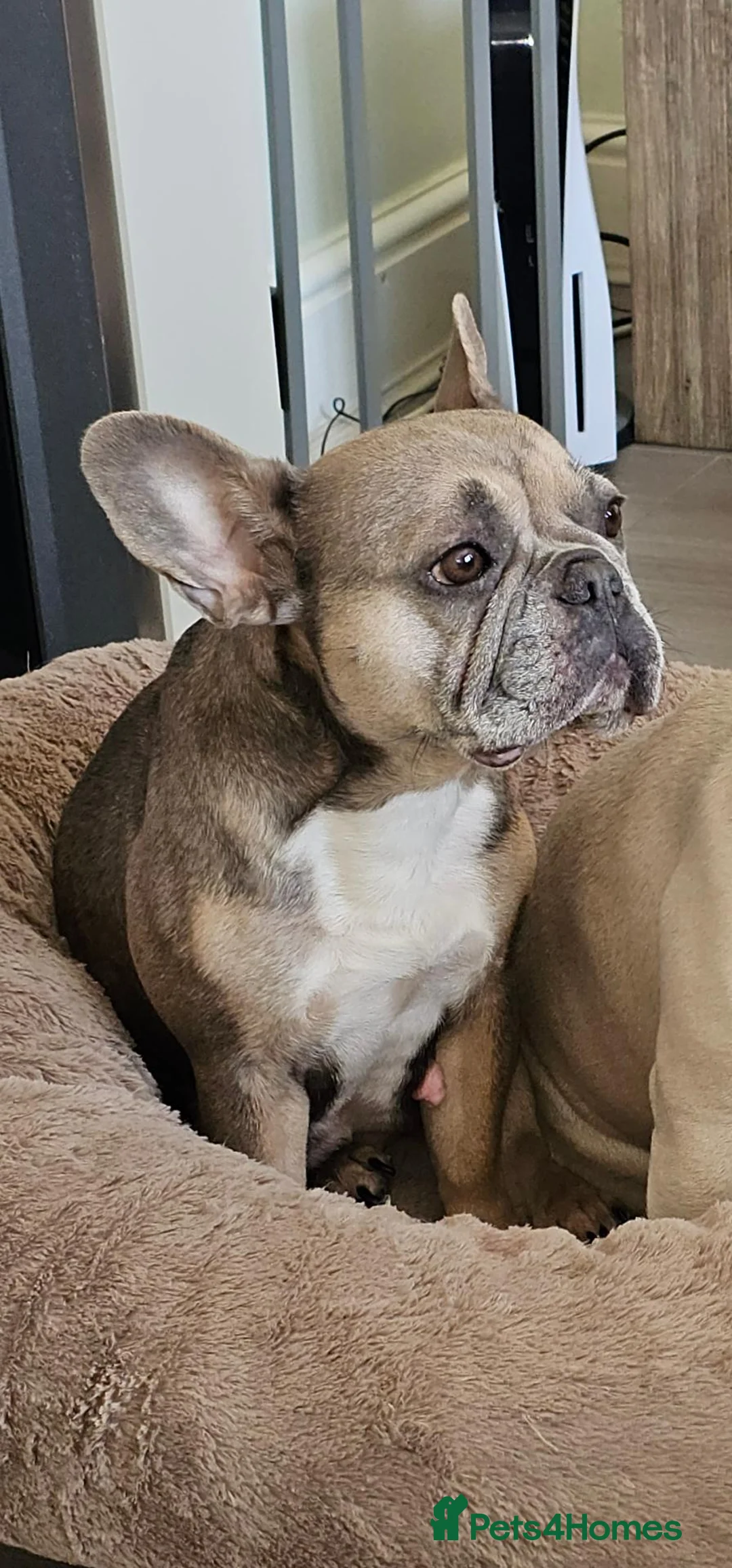 French Bulldog dogs for sale: Stunning KC Registered French Bulldog Puppies! in Manchester - Advert 2