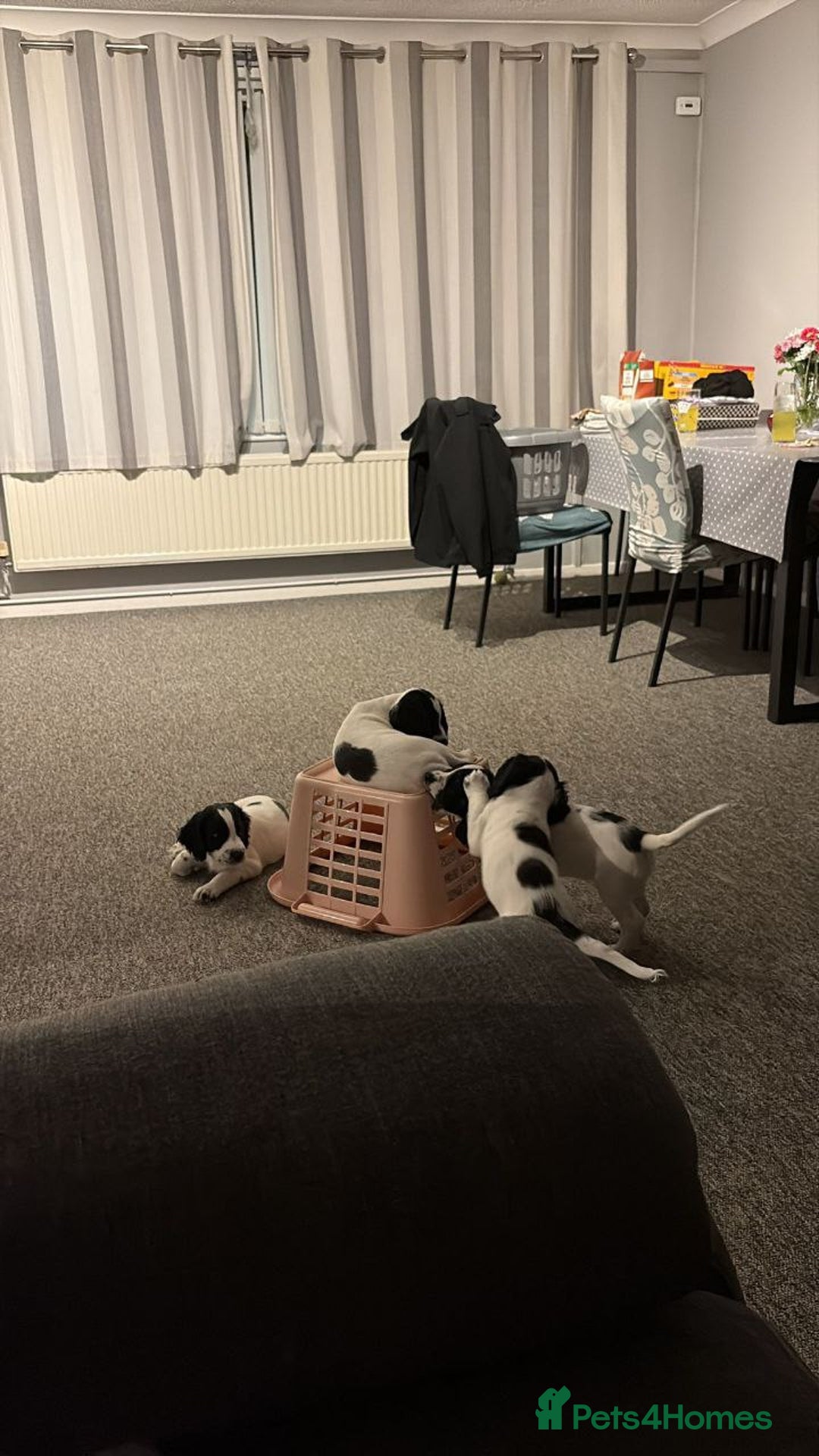 Sprocker dogs for sale: Lovely Sprocker Puppies - Advert 7