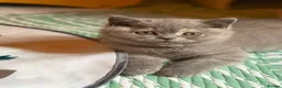 British Shorthair cats for sale: British shorthair kittens  - Advert 7