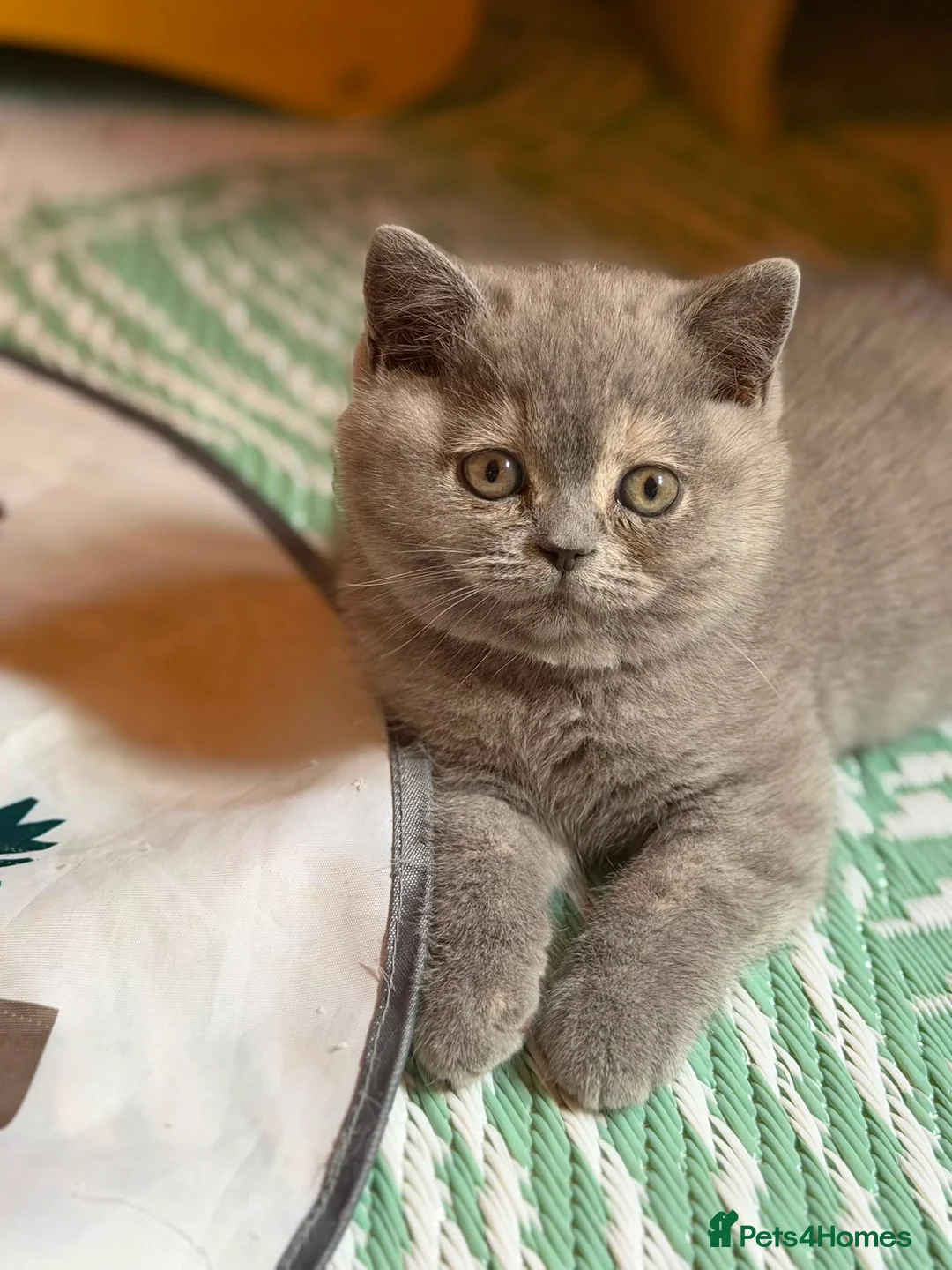 British Shorthair cats for sale: British shorthair kittens  - Advert 7