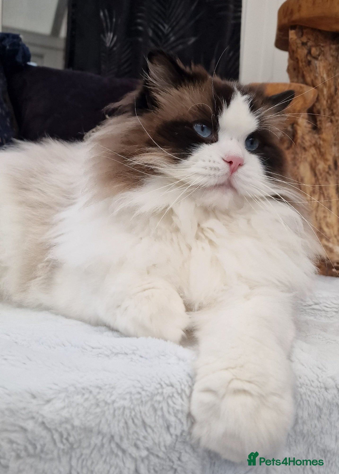 Ragdoll cats 🏆✨️Exclusive kittens from Champion parents🥇🐈 - Advert 2