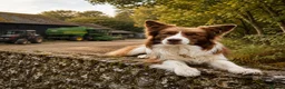 Border Collie dogs for sale: TRAINED BORDER COLLIE DOG BRED FOR TEMPERAMENT - Advert 4