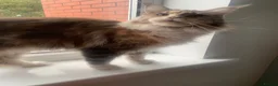 Maine Coon cats for sale: ACTIVE REG Blue Tortie and White FEMALE - Advert 7