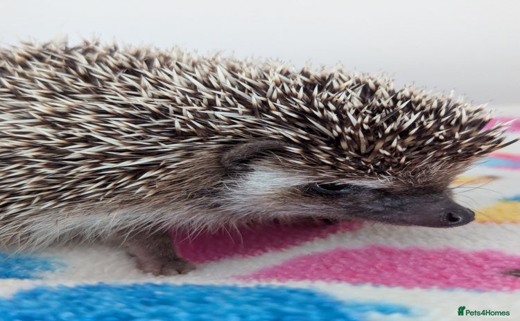 Pygmy Hedgehog rodents - Advert 4