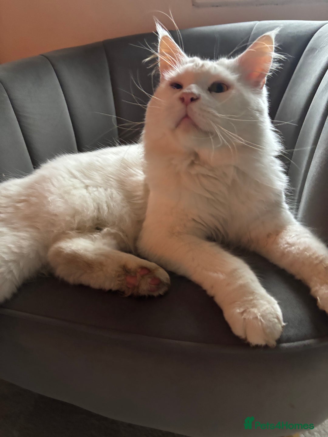 Maine Coon cats for stud: STUD Rare Maine Coon - Advert 2