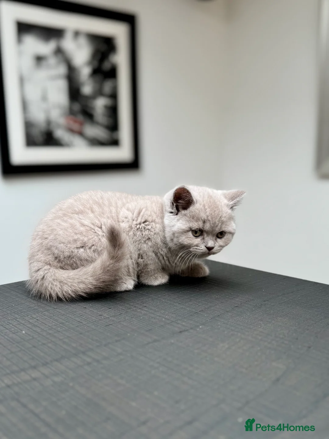 British Shorthair cats for sale: Stunning Pedigree British Shorthair Kittens - Advert 9