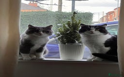 Ragdoll cats for sale: 7yr old Brothers need new home!! - Image 11