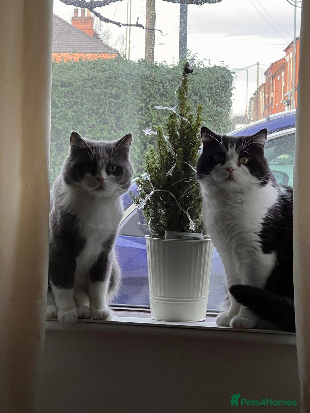 Ragdoll cats for sale: 7yr old Brothers need new home!! - Image 11
