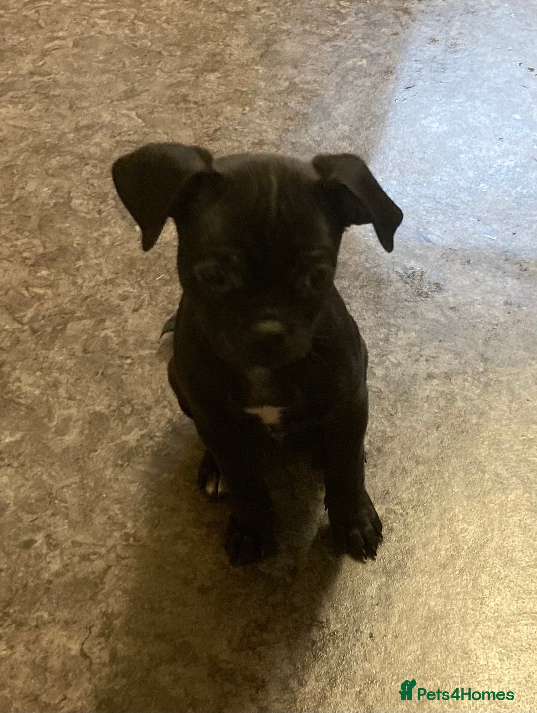 Mixed Breed dogs for sale: Mixed breed pup - Advert 2