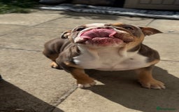 English Bulldog dogs for sale: Lilac English British Bulldog  - Image 7
