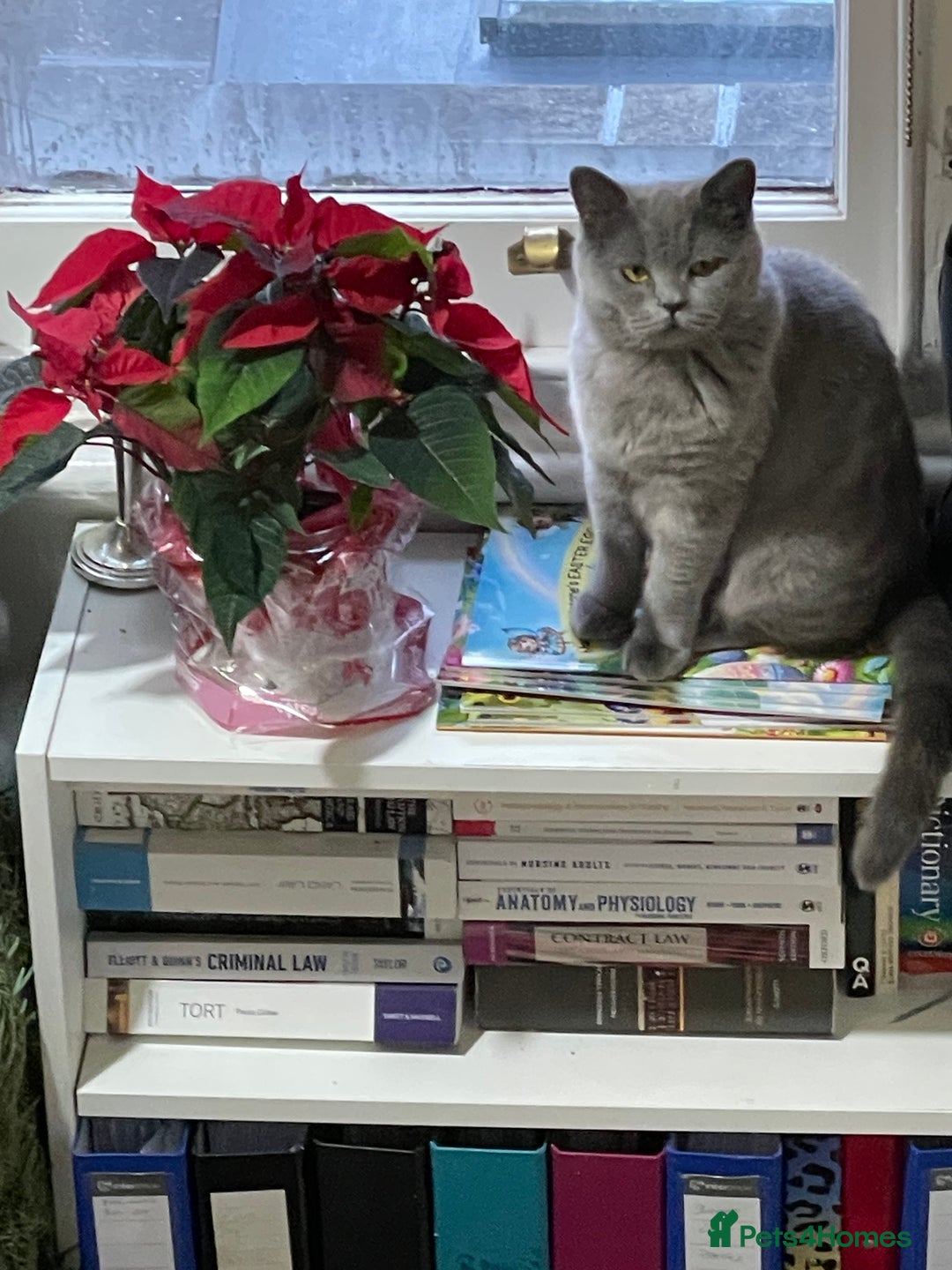 British Shorthair cats for sale: British short hair cute  - Advert 4