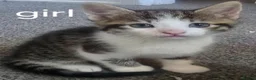 Mixed Breed cats for sale: Kittens  - Advert 3