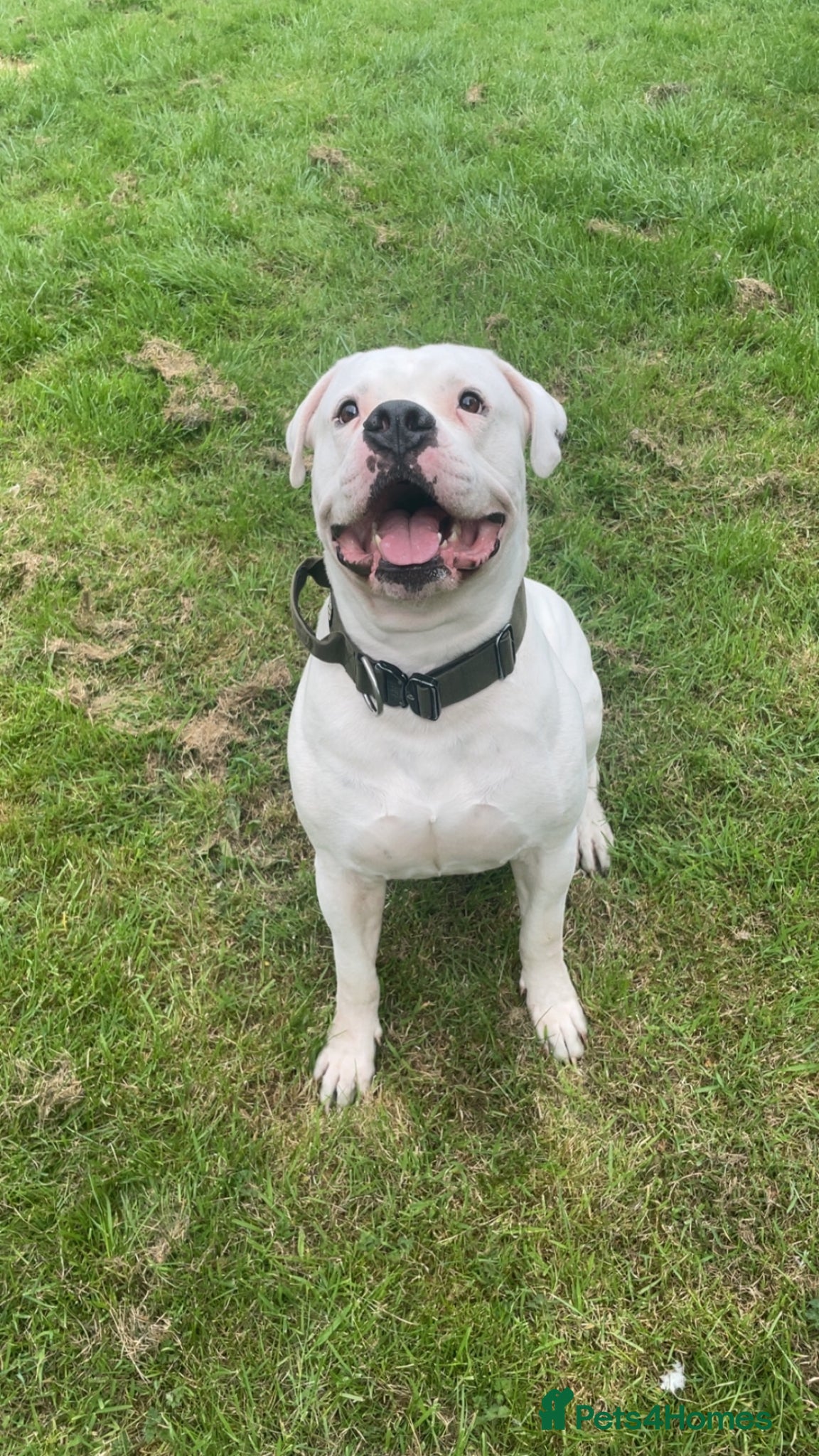 American Bulldog dogs 4 year old  - Advert 12