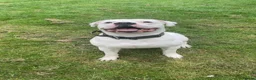 American Bulldog dogs for sale: 4 year old  - Advert 1