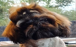 Shih Tzu dogs for sale: Beautiful 16 month old Shih Tzu female - Image 4