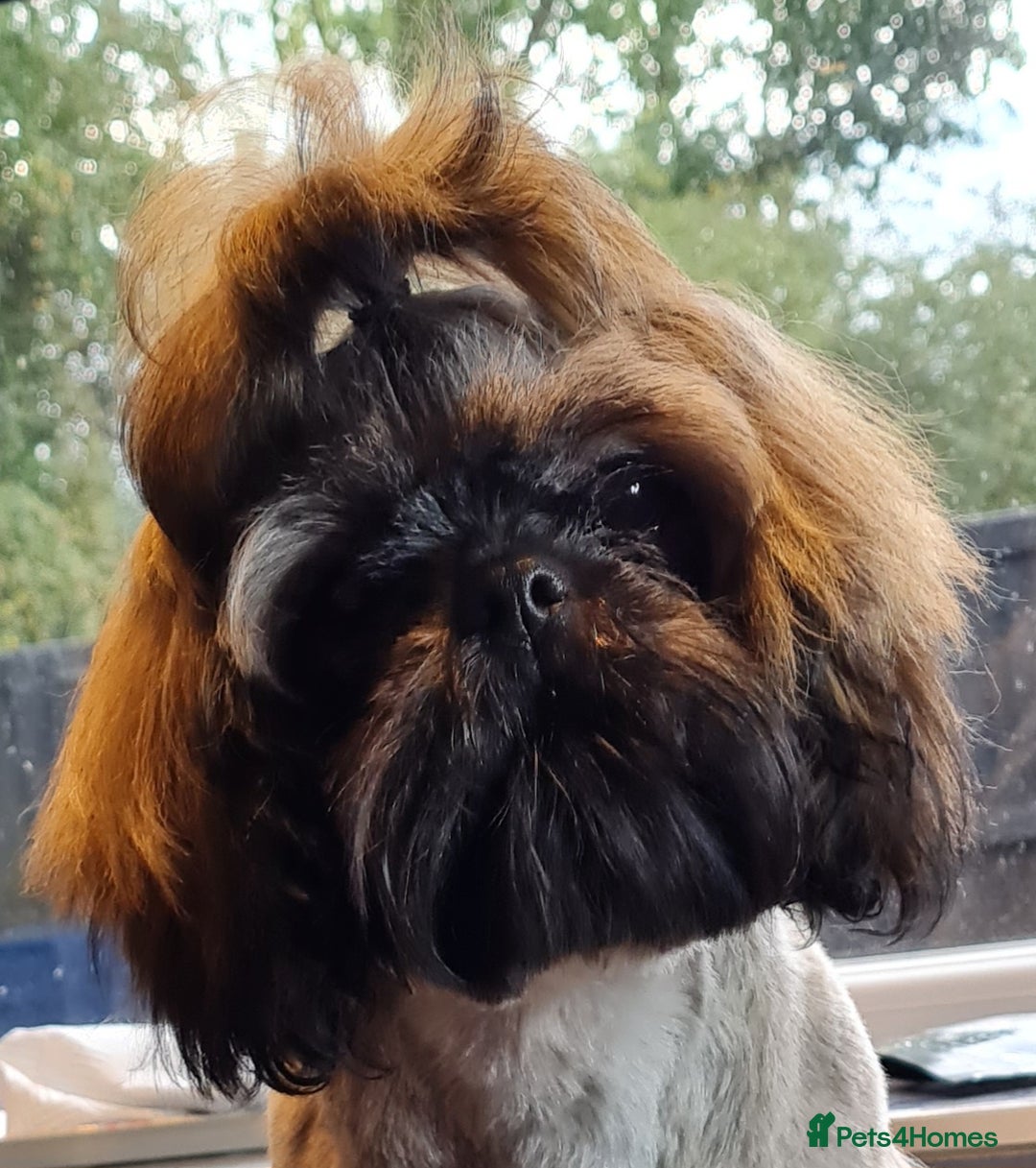 Shih Tzu dogs for sale: Beautiful 16 month old Shih Tzu female - Image 4