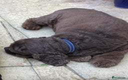 Cockapoo dogs for sale: Gorgeous American cockapoos  - Image 17