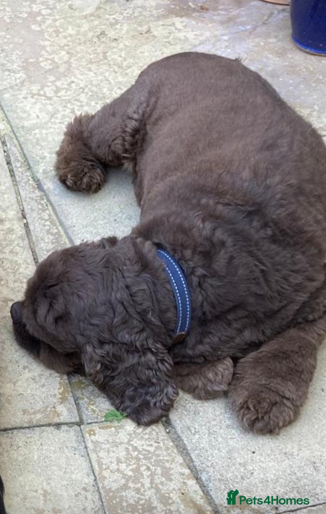 Cockapoo dogs for sale: Gorgeous American cockapoos  - Image 17