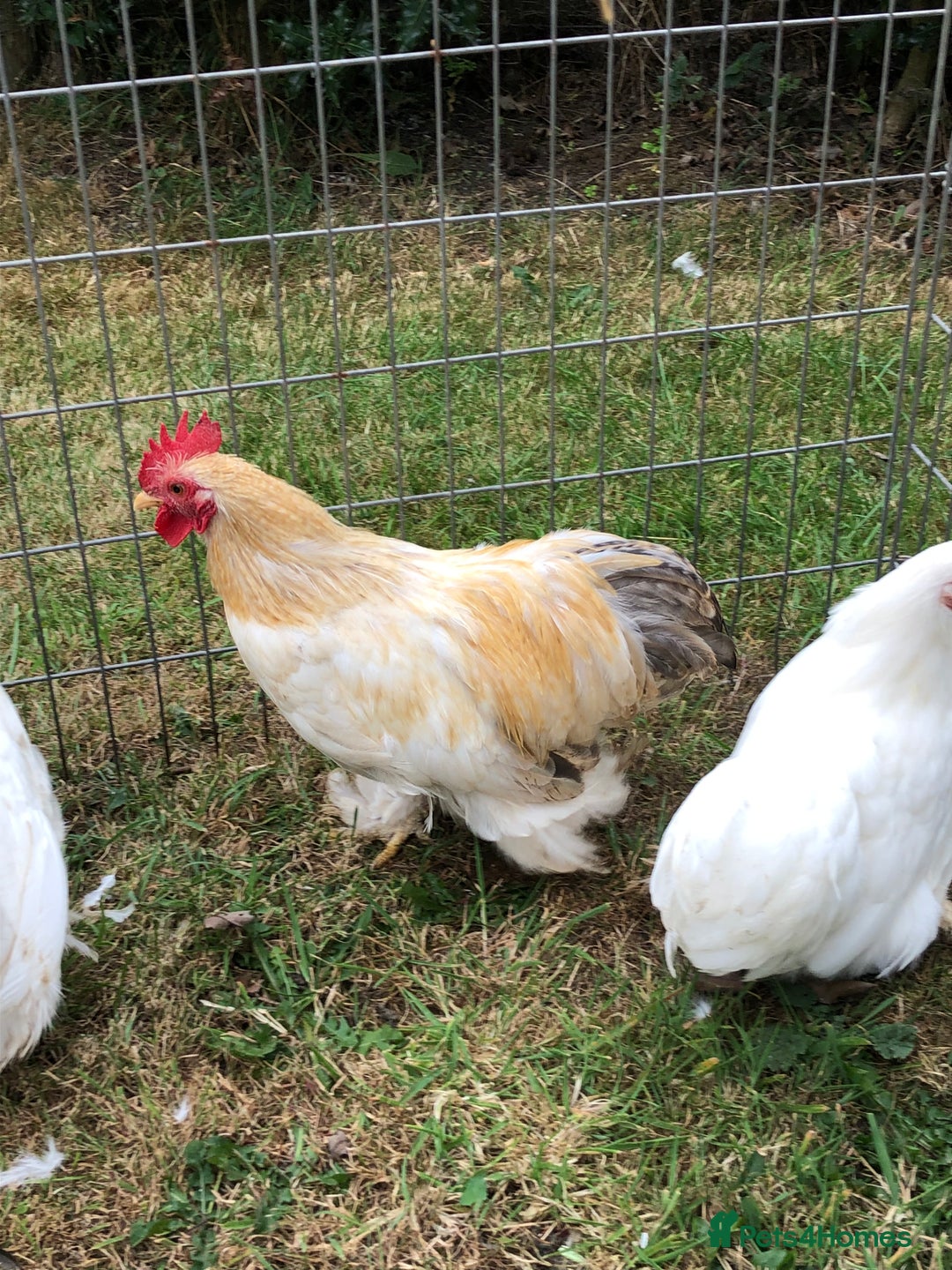 Chickens poultry for sale: Peking Bantam Trio - Image 2