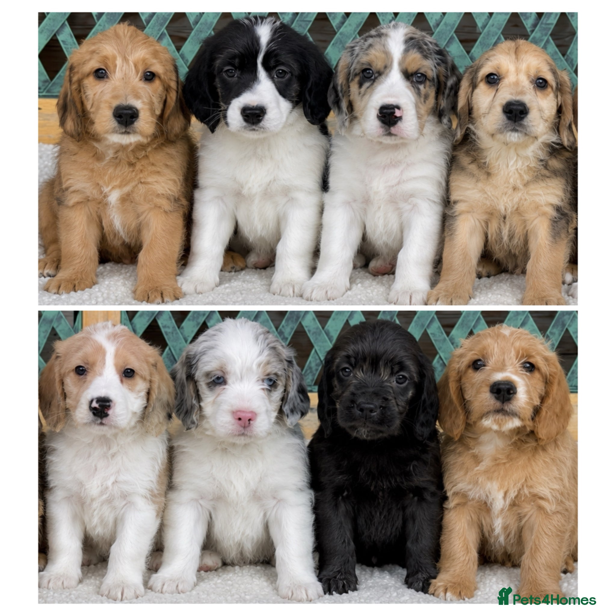 Mixed Breed dogs ⭐️⭐️Poogle Puppies (Beagle x Miniature Poodle)⭐️⭐️ - Advert 2