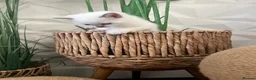 Ragdoll cats for sale: Beautiful full pedigree Ragdoll kittens Seal Blue in Hove - Advert 4