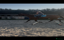 English Thoroughbred horses for sale: Super safe and easy mare  - Image 5