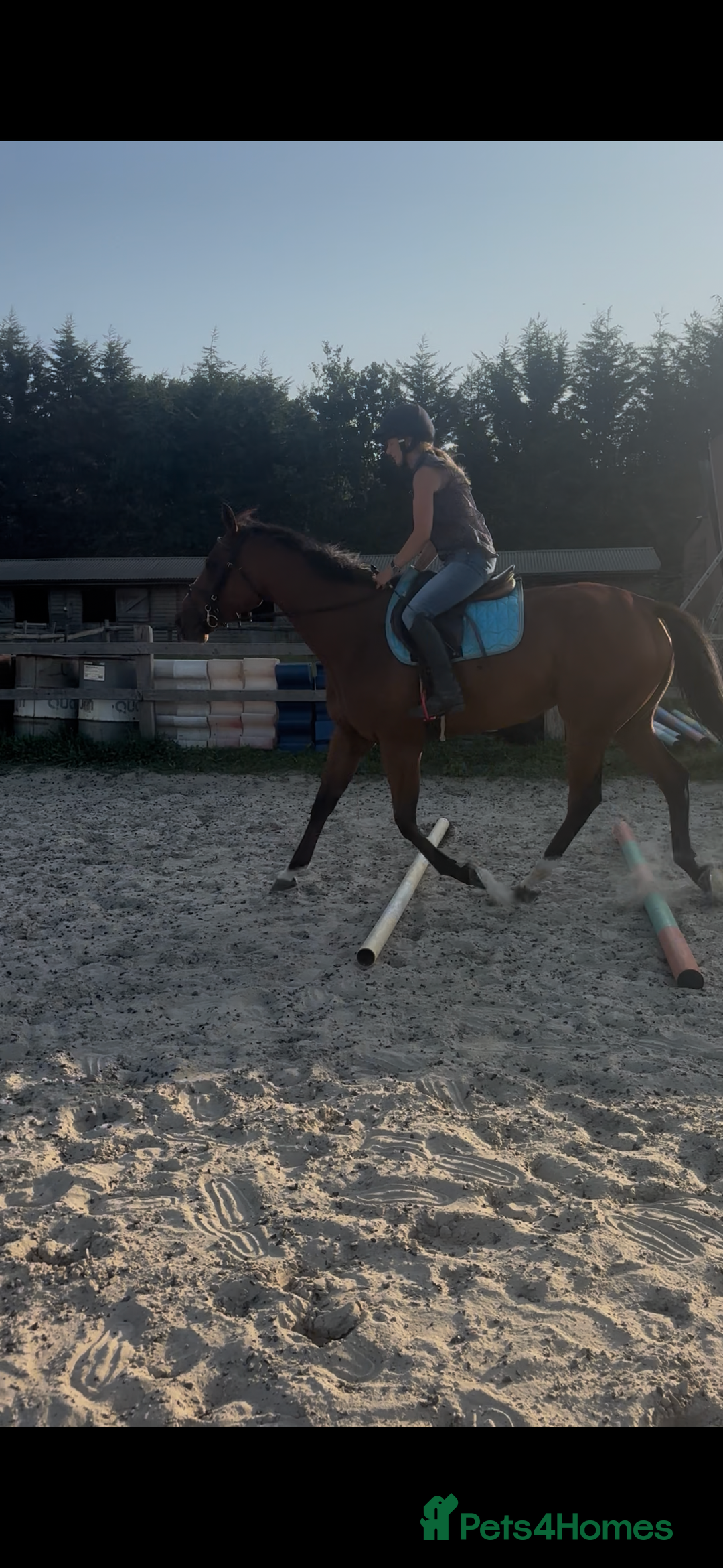 English Thoroughbred horses for sale: Super safe and easy mare  - Image 5