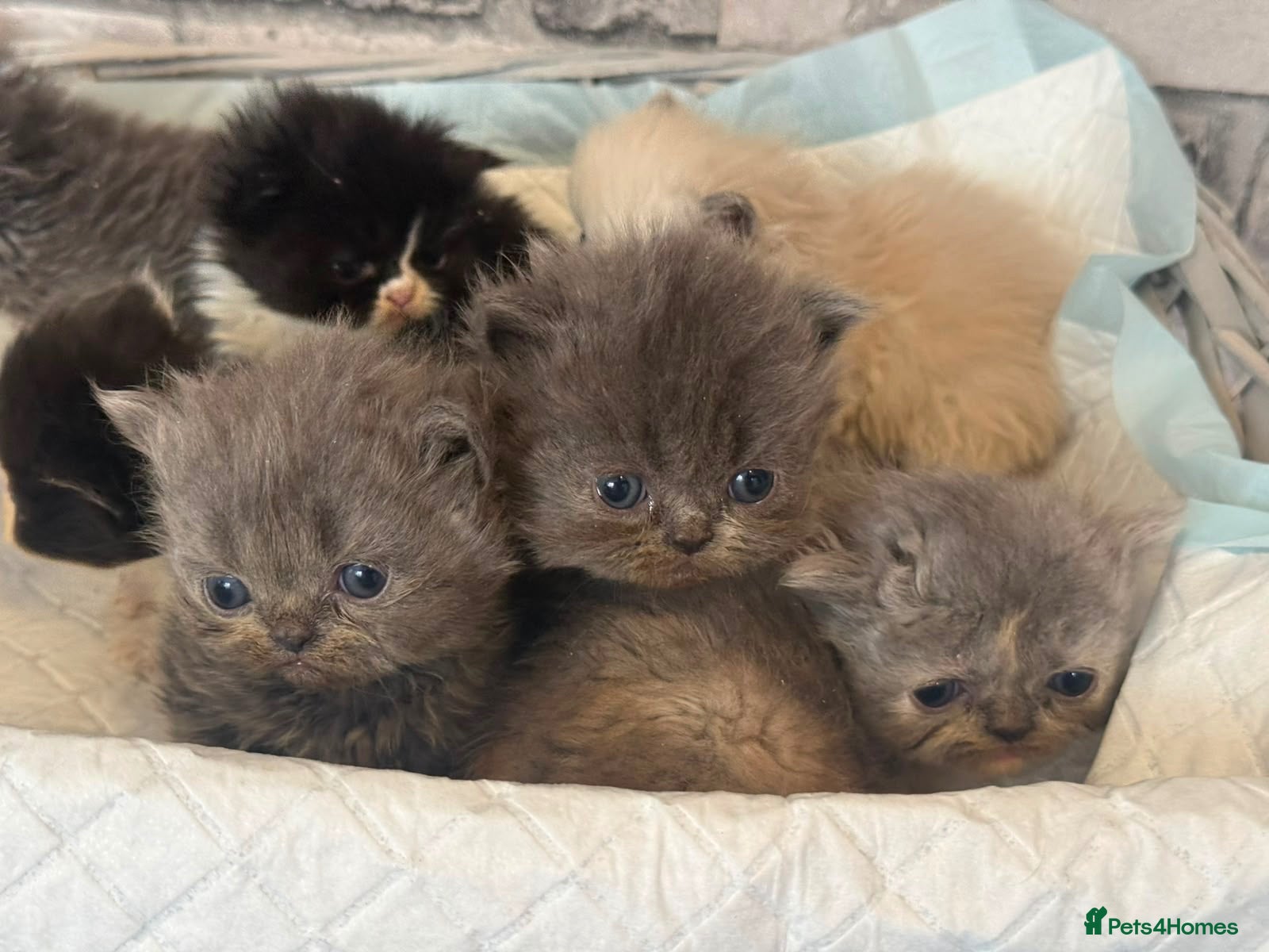 Persian cats Adorable Persian kittens  - Advert 11