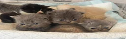 Persian cats for sale: Adorable Persian kittens  - Advert 1