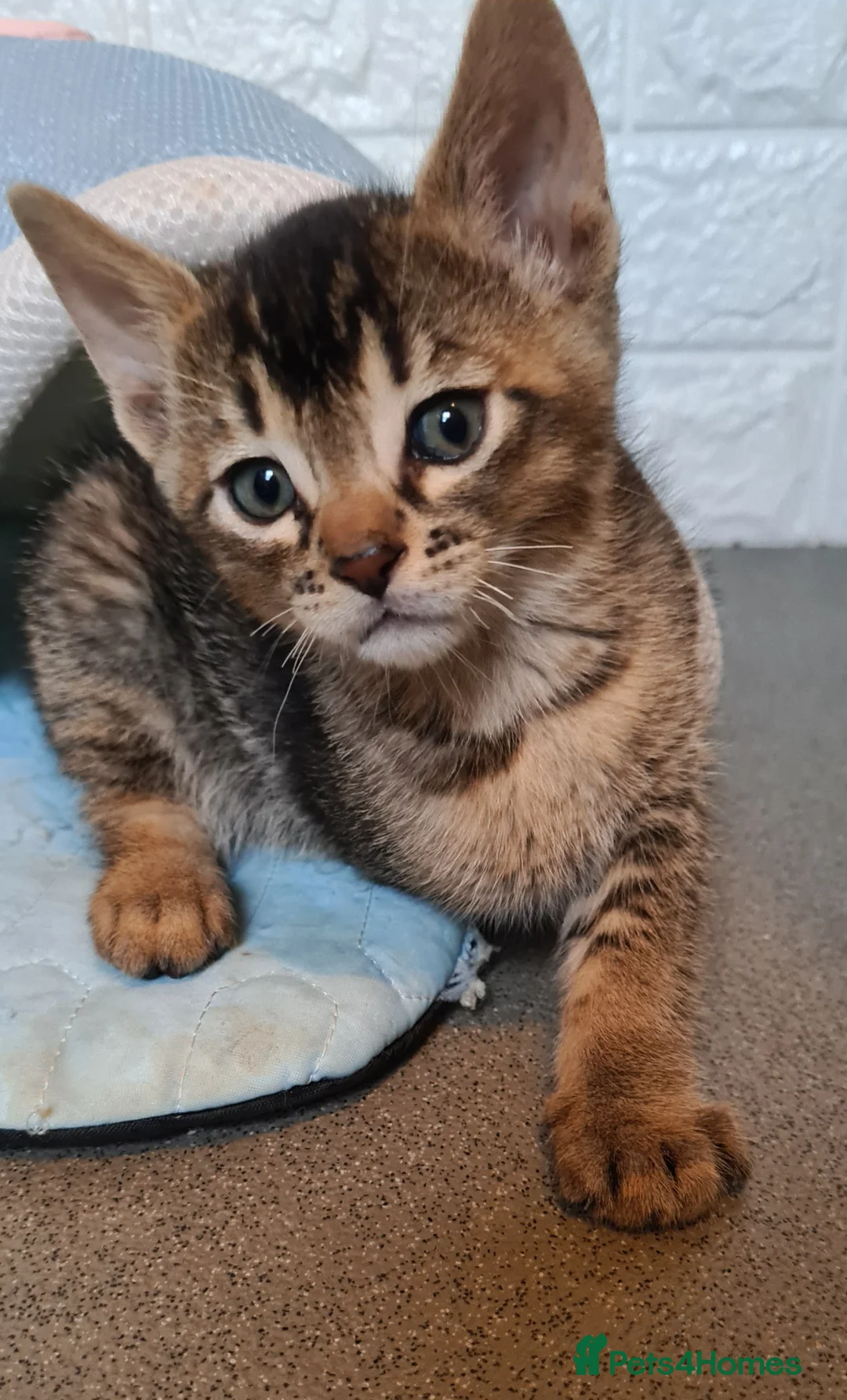 Bengal cats for sale: Unique bengal/abysinnian kittens - Advert 2