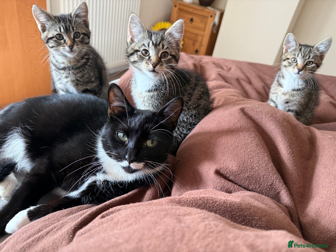 British Shorthair cats for sale: 3 kittens for sale - Image 8