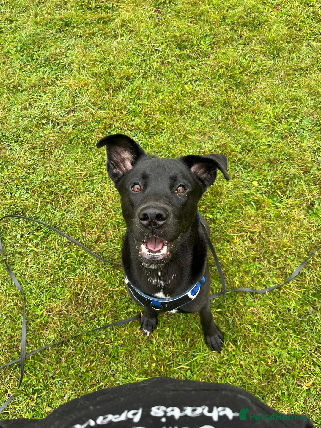 Mixed Breed dogs for stud: Husky x Cane corso  - Advert 2