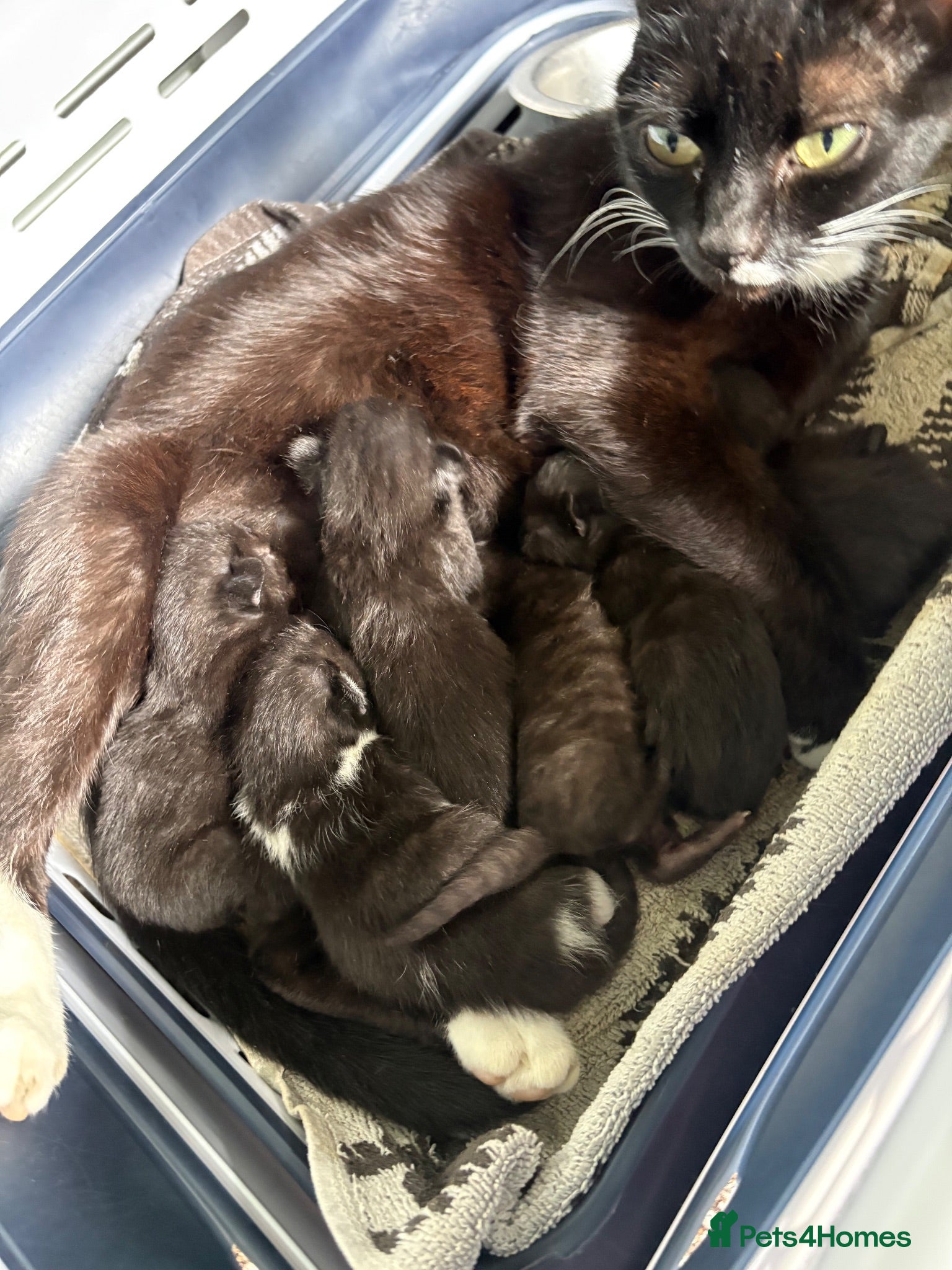 Mixed Breed cats All black kittens  - Advert 3