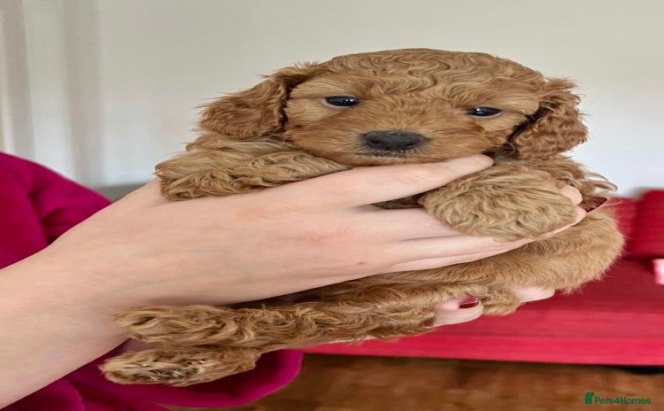 Cavapoo dogs - Advert 6