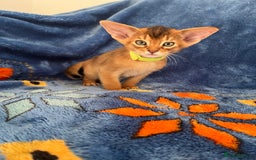 Abyssinian cats for sale: Beautiful Abyssinians kittens - Image 14