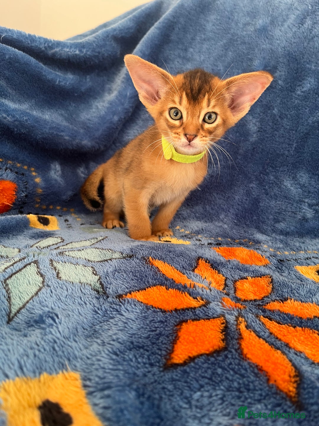 Abyssinian cats for sale: Beautiful Abyssinians kittens - Image 14